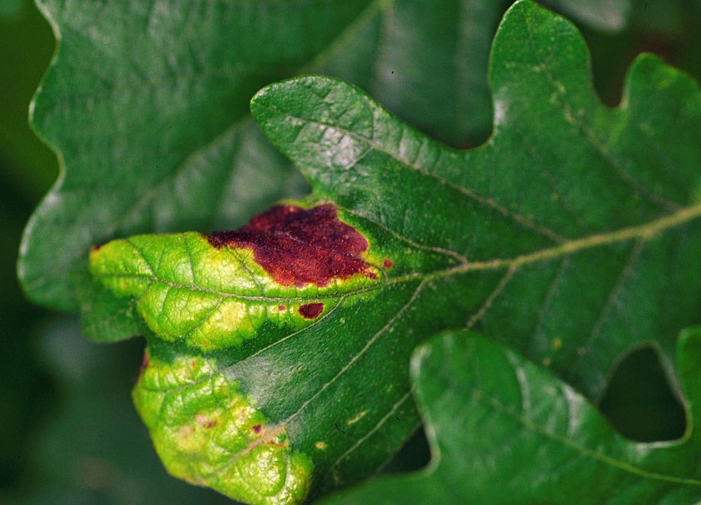 5 Signs of Tree and Shrub Problems Pests, Diseases, and More